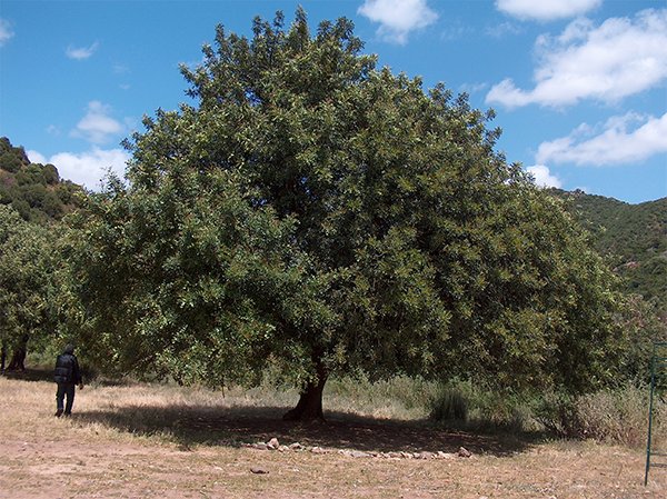 Szentjánoskenyérfa