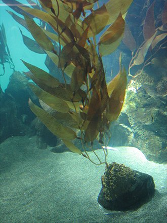 Óriás tengeri barnamoszat