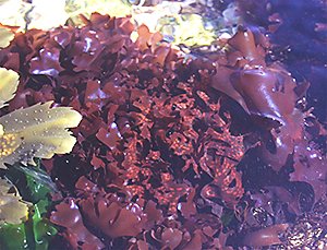 Chondrus crispus tengeri vörösmoszat, hínár