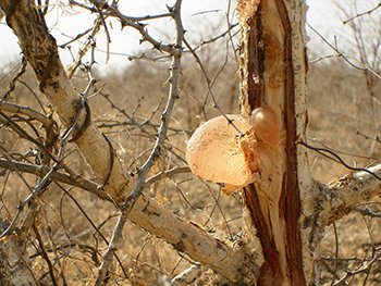 Akácmézgafa (Akacia senegal) kibuggyant ás megszáradt mézgája