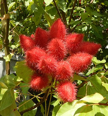 A Bixa orellana (orleánfa) termése