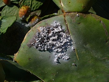 Kaktuszon élősködő Dactylopius coccus